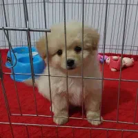 سگ مالتیپو عروسکی