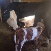 گاو سیمینتال با گوساله