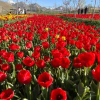 اجاره وخرید و فروش ویلاهای لوکس درهروی