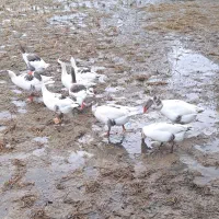 غاز محلی|حیوانات مزرعه|سنگر, |دیوار