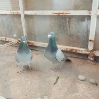 کبوتر سبز بدرنگ