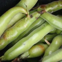 باقله  محلی سوسن