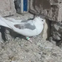 فروشی دونه ۲۵۰