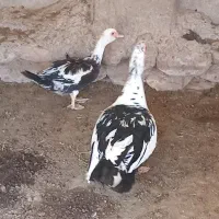 سیکا نر و ماده