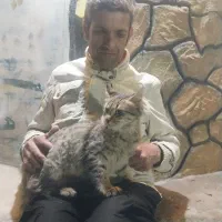 فروش گربه خونگی|گربه|دزفول, |دیوار