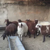 هفت راس بره نر سرحال|حیوانات مزرعه|مشهد, ویلاشهر|دیوار