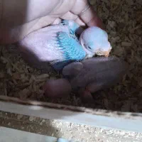 شاه طوطی|پرنده|رشت, آب آسیاب|دیوار