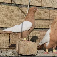 سینه پرتغالی