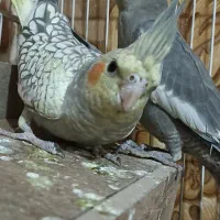 ی جفت عروس هلندی نر و ماده|پرنده|صباشهر, |دیوار