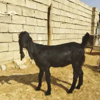 تیشتر افغانی اصلی بشرط از همه لحاظ|حیوانات مزرعه|مسجد سلیمان, |دیوار