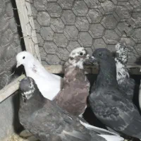کفتر|پرنده|سیرجان, |دیوار