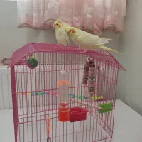 عروس هلندی (لوتینو )|پرنده|قم, بنیاد|دیوار