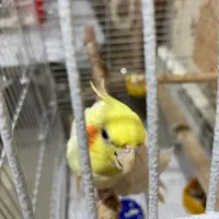 جفت عروس هلندی