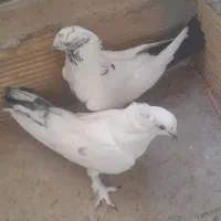کبوتراصفهانی  پر