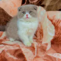 اسکاتیش وگلد وبرتیش|گربه|مشهد, حجاب (شهرک غرب)|دیوار