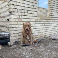 سگ اصل سراب|سگ|باسمنج, |دیوار