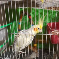 عروس هلندی نر معاوضه|پرنده|مشهد, شهید آوینی|دیوار