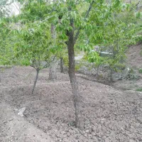 ۹۶۰ متر باغچه فروشی/جاده چالوس/نوجان|فروش خانه و ویلا|آسارا, |دیوار