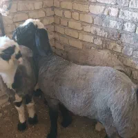 بره قوچی درجه یک|حیوانات مزرعه|همایجان, |دیوار