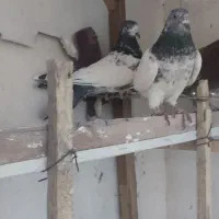 تهرانی فروش با سرته