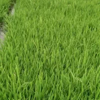 بذر شالی|خدمات باغبانی و درختکاری|خان ببین, |دیوار