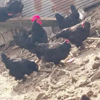 جوجه مرندی نژاد تخمگذار|حیوانات مزرعه|ساری, |دیوار