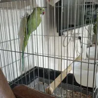 فوروش طوطی ملنگو ۷ماهه سخنگو