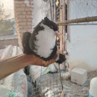 کفترریش|پرنده|بیرجند, |دیوار