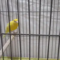 ماده قناری طلایی ب همراه قفس