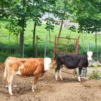 سمینتال (اصیل) آماده تلقیح