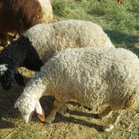 بره