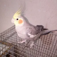 عروس هلندی نر 5 ماهه