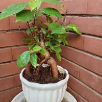 گل وگیاه طبیعی