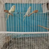 عروس هلندی کوتوله مرغ عشق|پرنده|مشهد, امیریه|دیوار