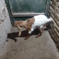 بیگ بز|حیوانات مزرعه|دزفول, |دیوار