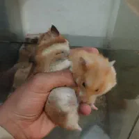 بچه همستر|موش و خرگوش|کرمانشاه, |دیوار