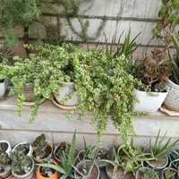 گیاهان طبیعی|گل و گیاه طبیعی|تهران, امامت|دیوار