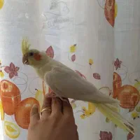 عروس هلندی ماده 4ماهه