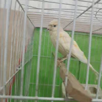 قناری ماده معاوضه با عروس|پرنده|سبزوار, باهنر|دیوار