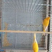قناری نر پرتغالی|پرنده|تهران, چیتگر شمالی|دیوار