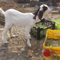 کهره|حیوانات مزرعه|میناب, |دیوار