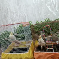 عروس هلندی لوتینیو زعفرانی ماده جوان|پرنده|کبودرآهنگ, |دیوار