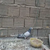 کفتر پلاکی اصل و دمگیر غلاغ درجه یک دم لول|پرنده|اصفهان, برازنده|دیوار