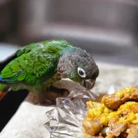 طوطی گمشده|حیوانات|شیراز, شاپورجان|دیوار