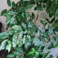 ۳ تا گلدان نهال بنجامین ۱۷۰ سانتی|گل و گیاه طبیعی|تهران, عباسآباد|دیوار