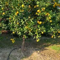 پرتقال خونی فوق‌العاده شیرین  کیلویی ۴۵ فروش|عمده‌فروشی|بابل, |دیوار