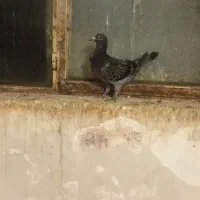 جوجه جوانه پرشی