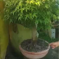 بنسای افرا سبز