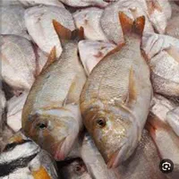 قایق سواری وماهیگیری تفریحی در سیراف|خدمات حمل و نقل|بندر کنگان, |دیوار