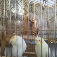 عروس هلندی یک جفت